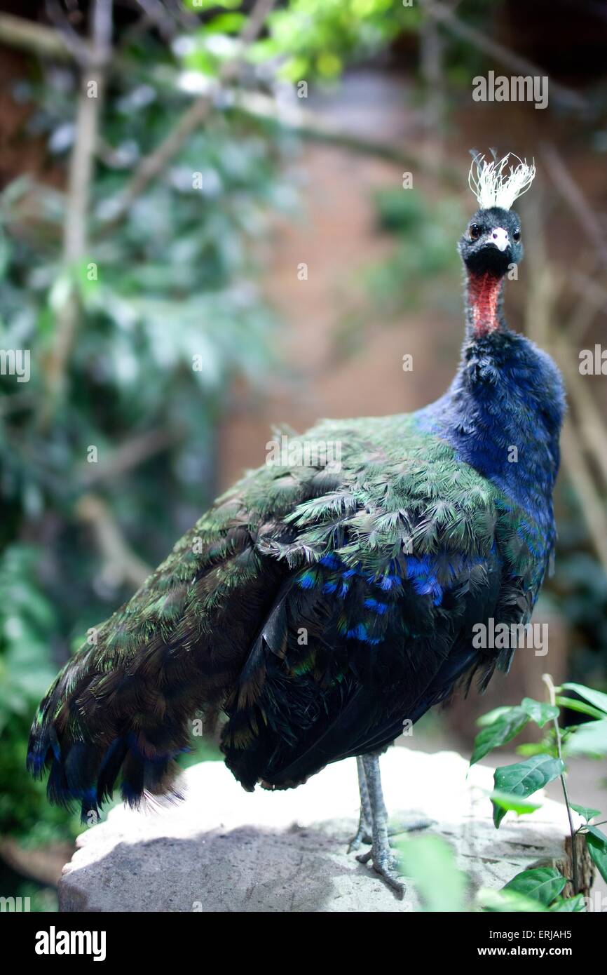 African peacock Stock Photo Alamy