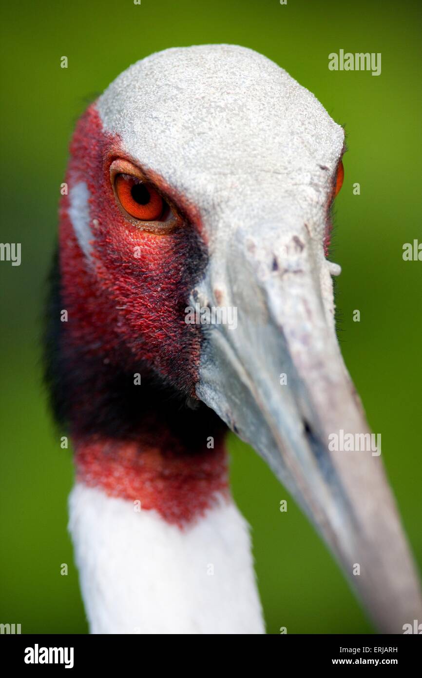 Crane Heads Hi res Stock Photography And Images Alamy crane-heads-hi-res-stock-photography-and-images-alamy