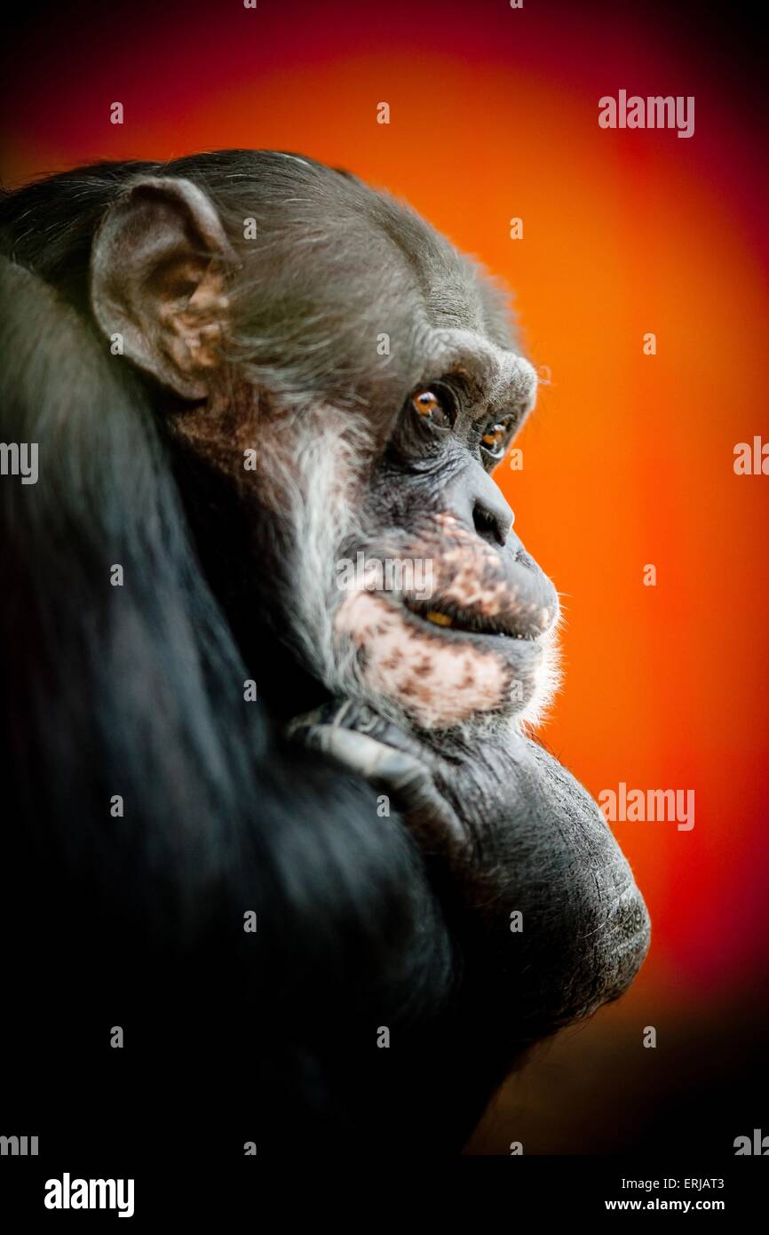 Chimpanzee profile hi-res stock photography and images - Alamy