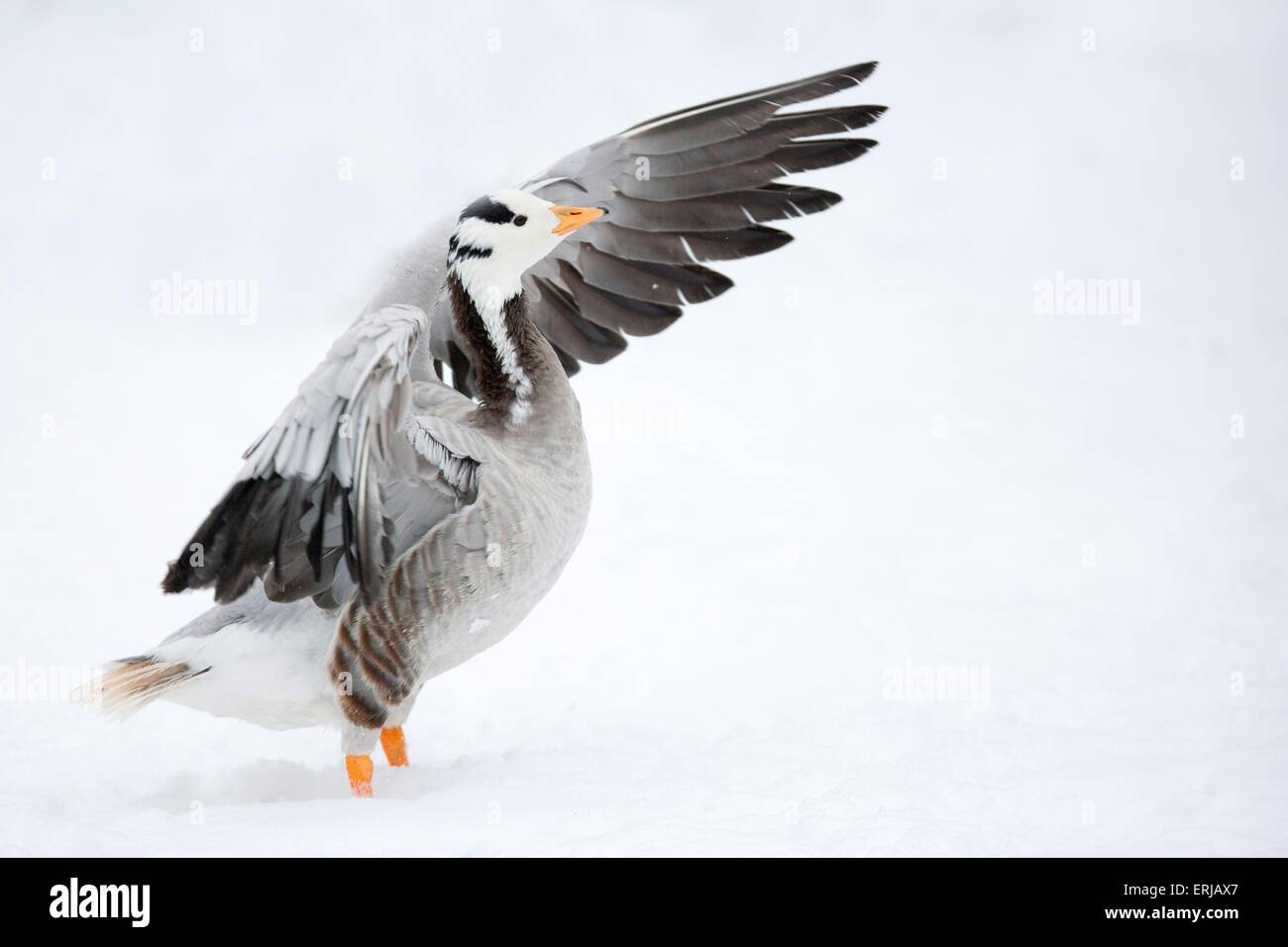 Goose flaps wings hires stock photography and images Alamy