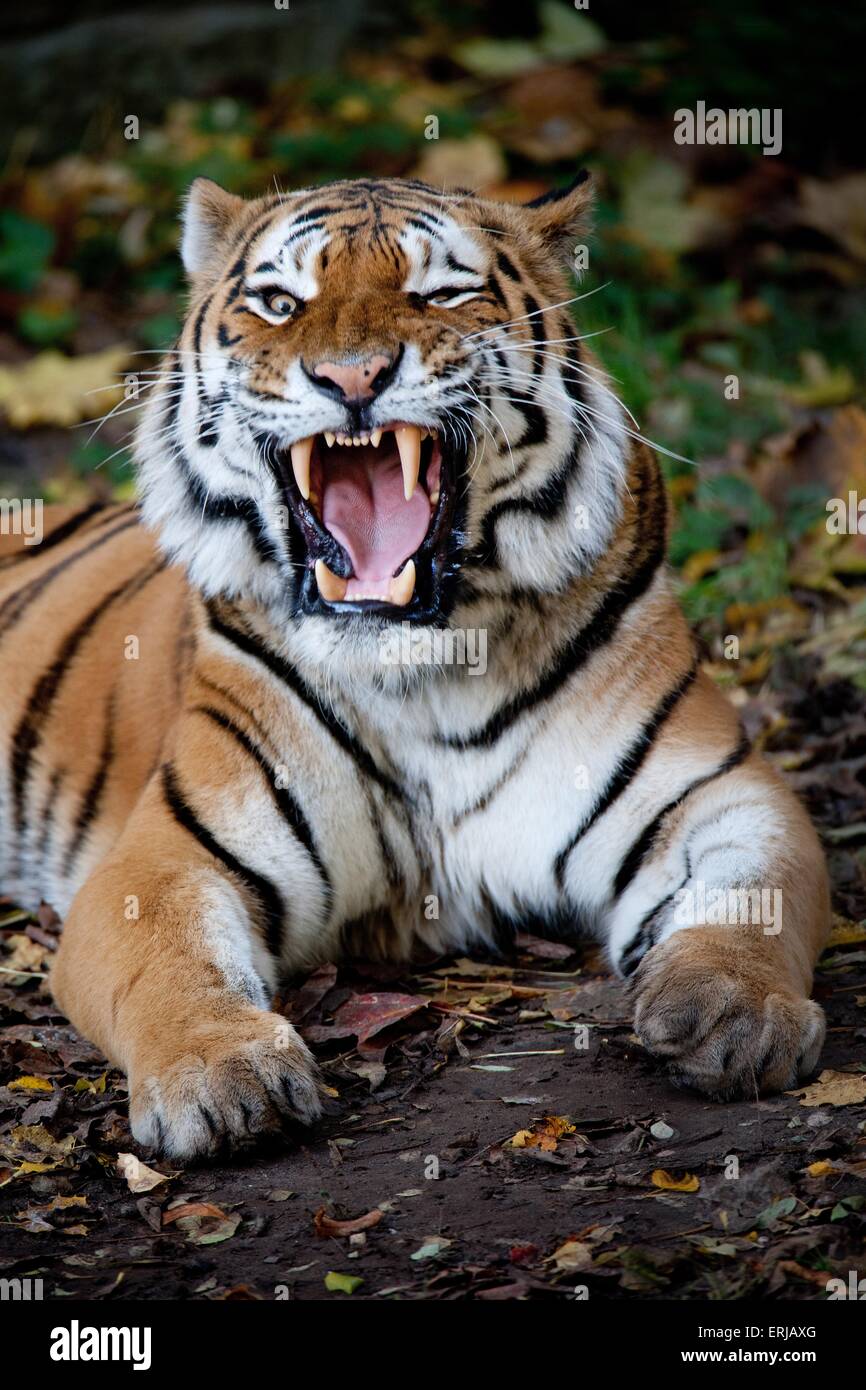 Tiger teeth hi-res stock photography and images - Alamy