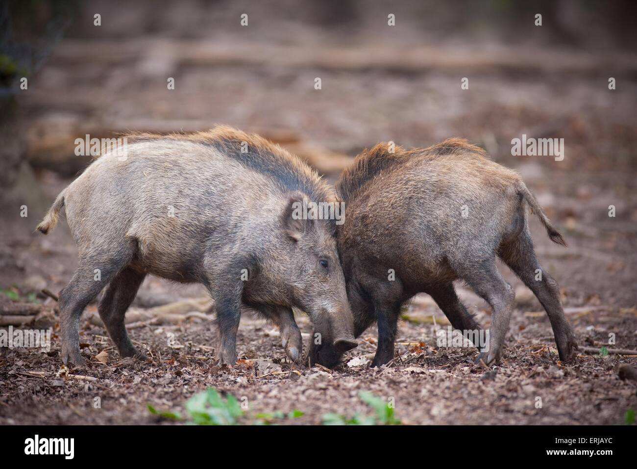 wild boars Stock Photo