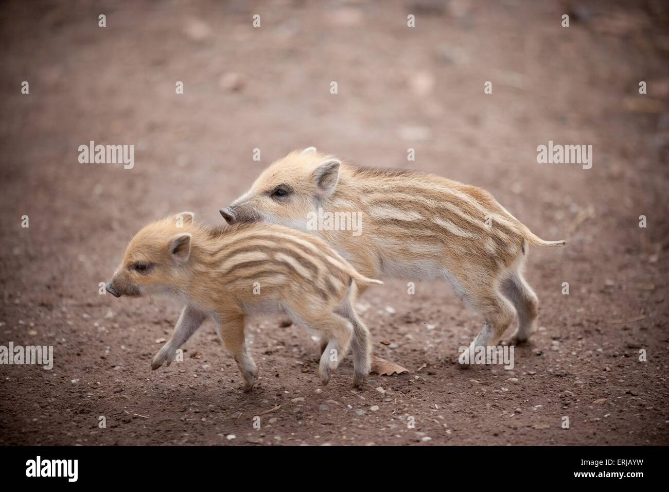 wild boars Stock Photo