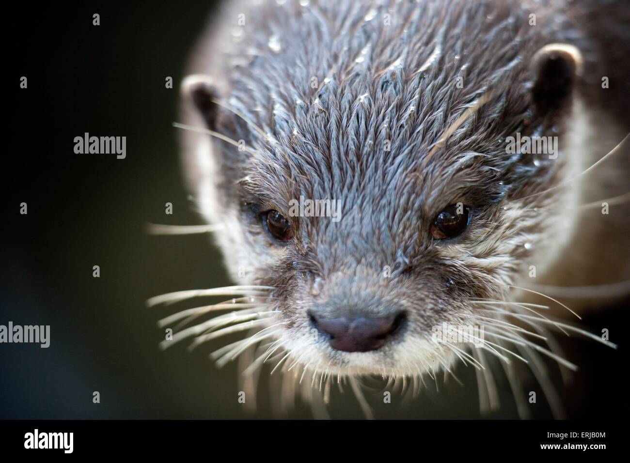 oriental small-clawed otter Stock Photo