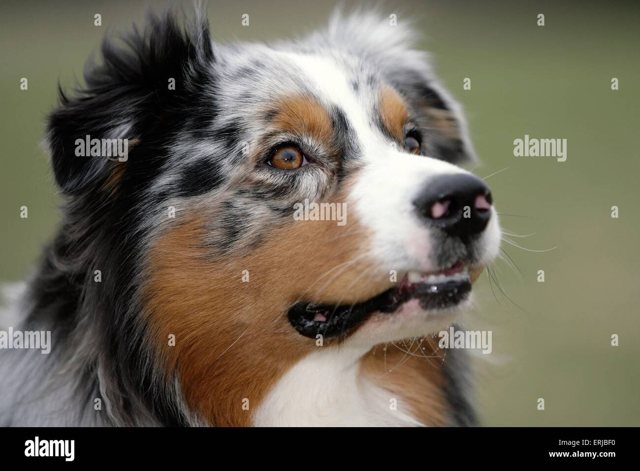 Australian Shepherd Portrait Stock Photo - Alamy