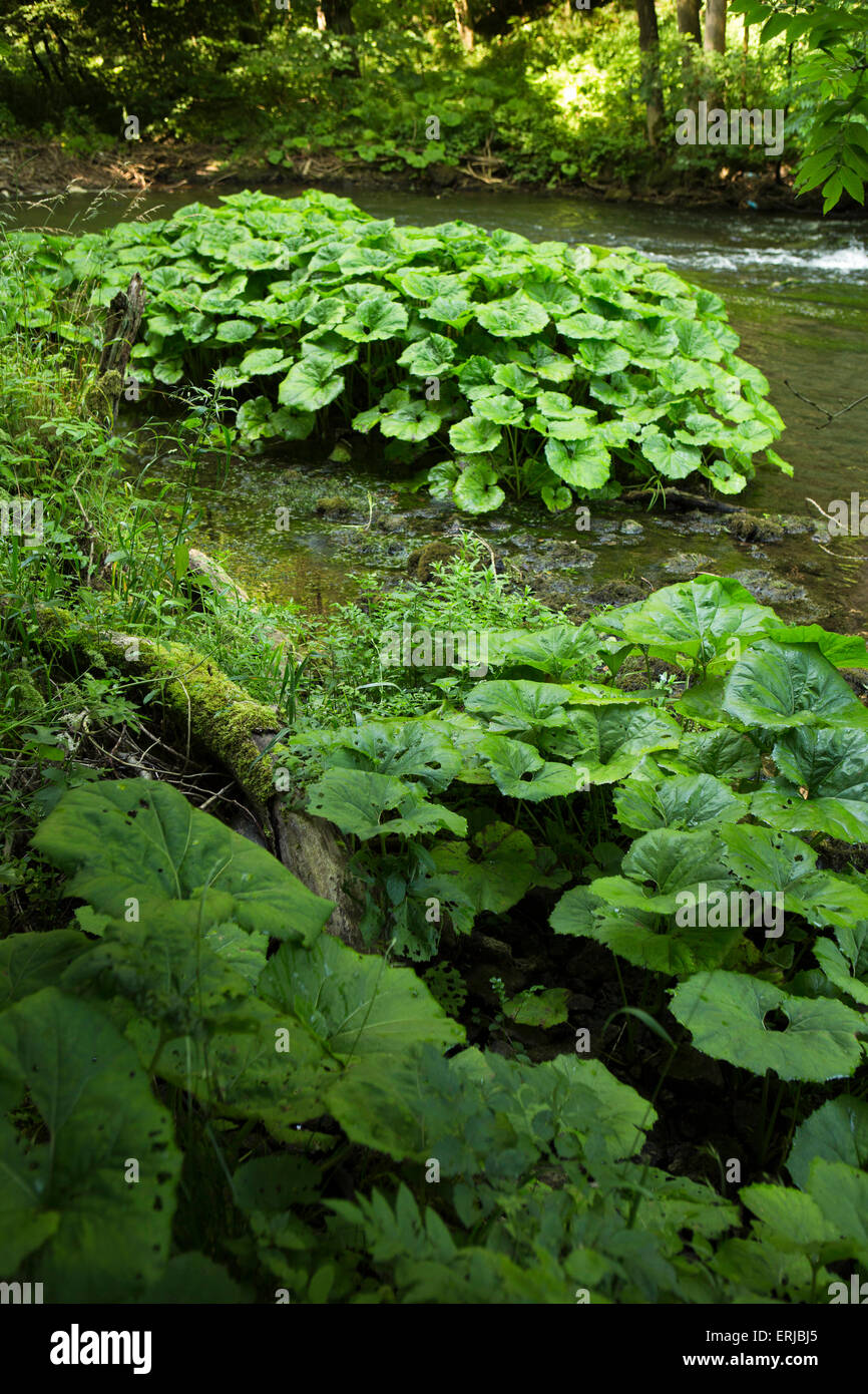 UK, England, Derbyshire, Dovedale, Coltsfoot (Coughwort) Tussilago farfara on banks of River Dove Stock Photo