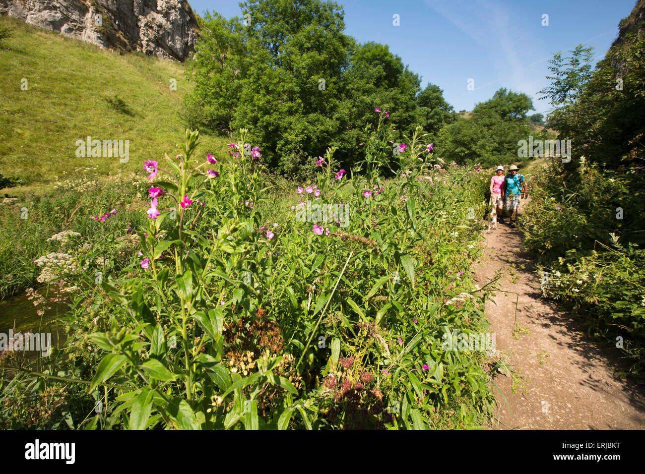 UK, England, Derbyshire, Dovedale, wild flower filled riverbank of River Dove, great hairy