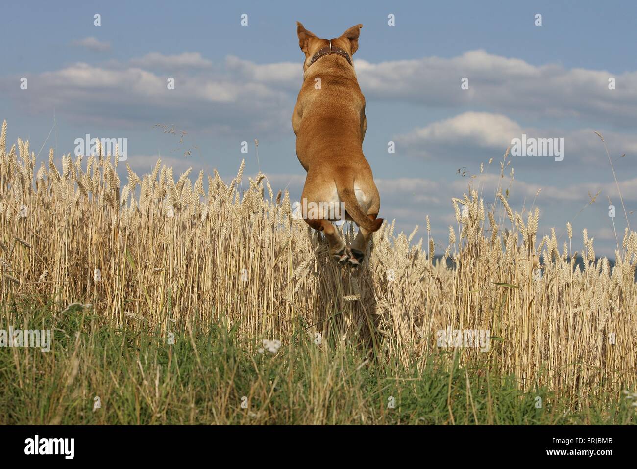 Springender springender Continental Bulldog Stock Photo - Alamy