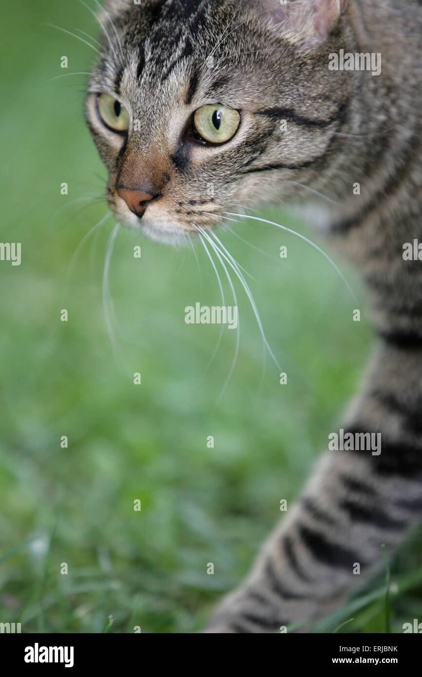 domestic cat portrait Stock Photo - Alamy