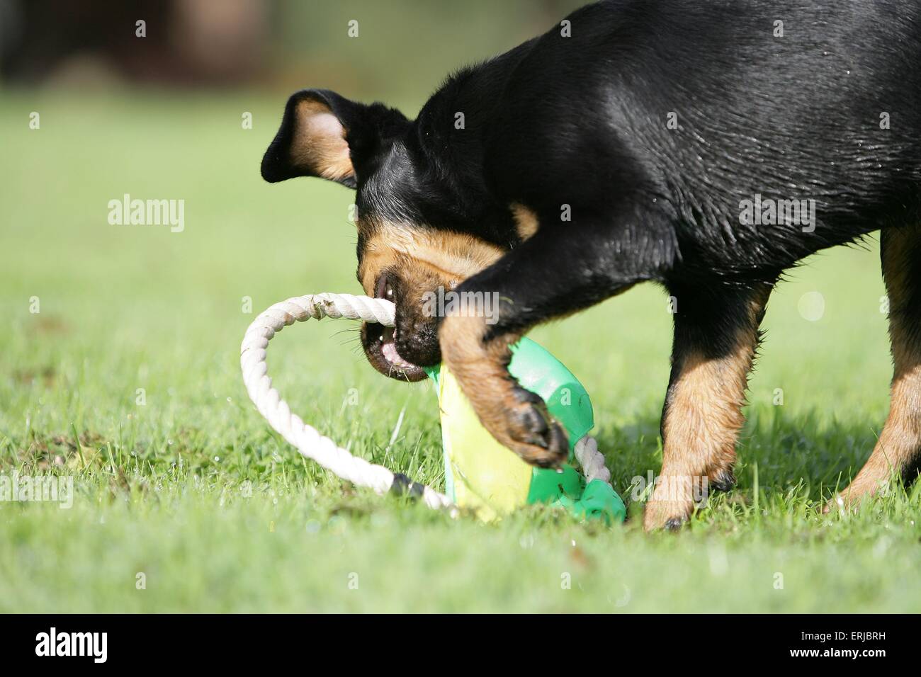 Flying puppy hi-res stock photography and images - Alamy
