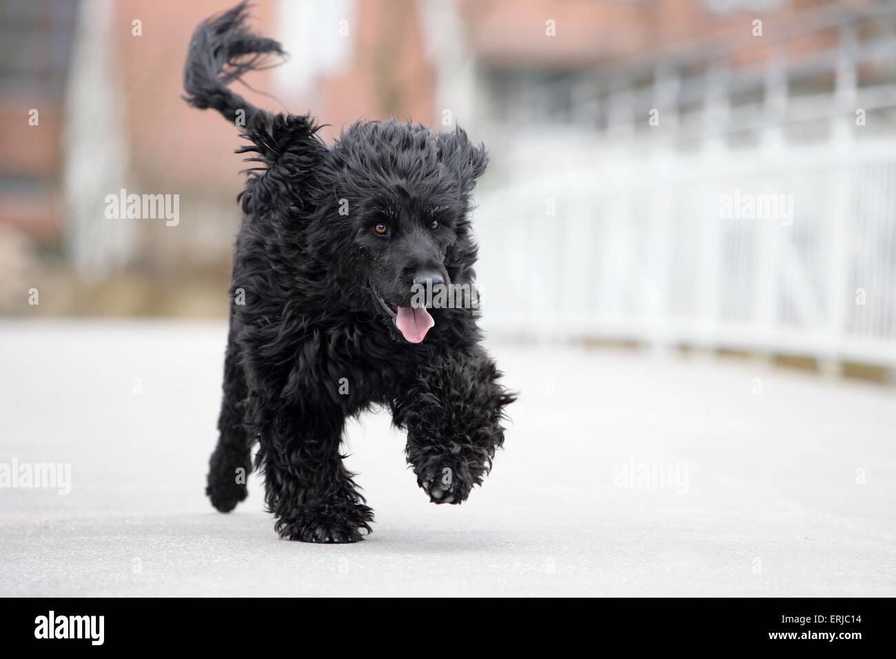 running Portuguese water dog Stock Photo Alamy