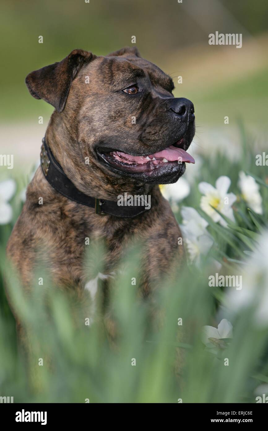 Olde English Bulldog Stock Photo Alamy