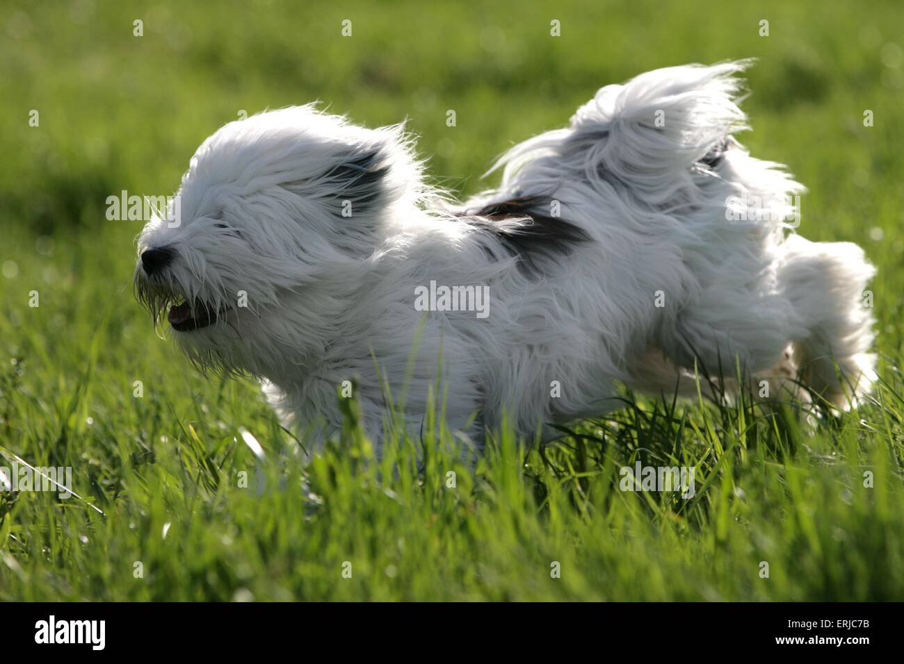 Tibetan Terrier Stock Photo - Alamy