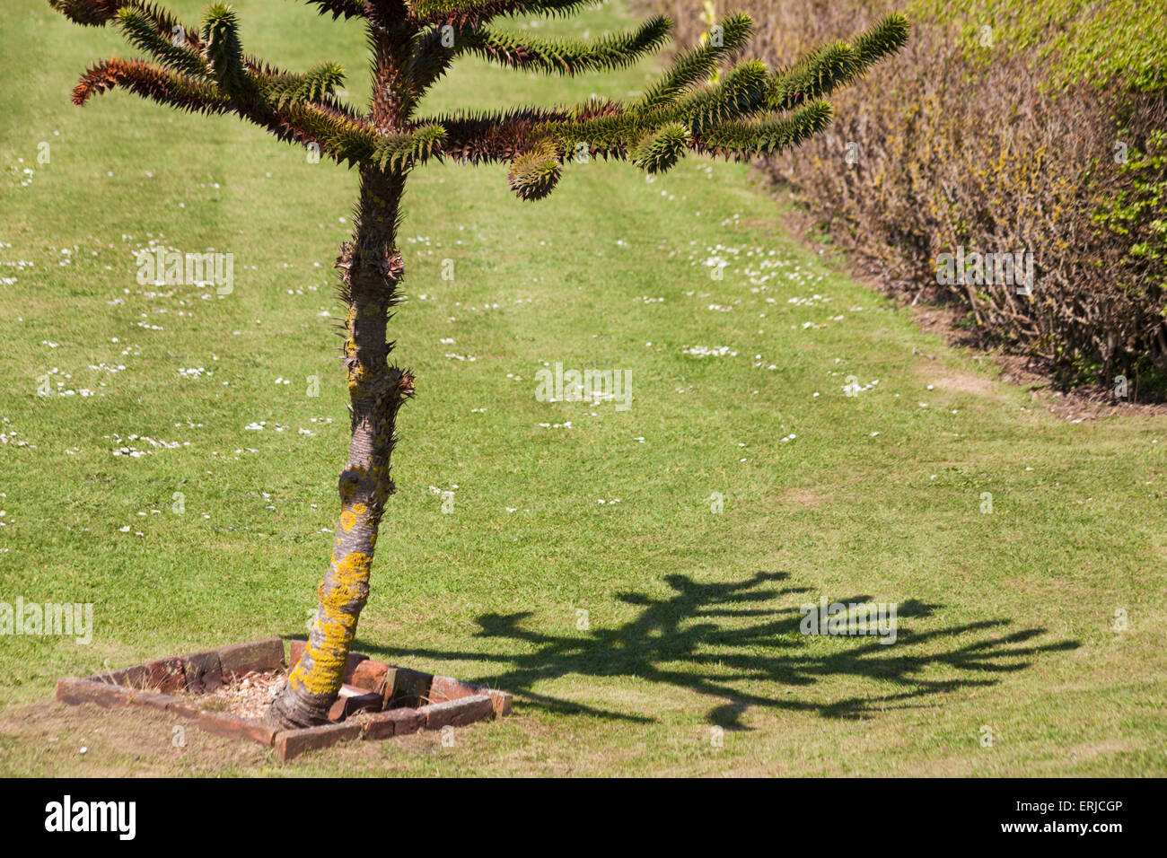 Monkey Puzzle or Chile Pine (Araucaria araucana), tree shadow Stock Photo