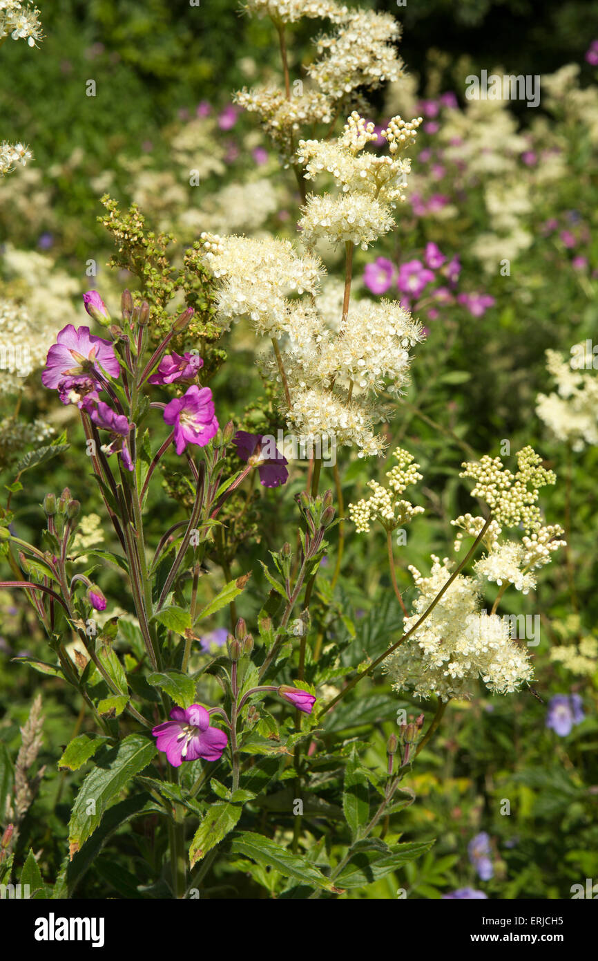 UK, England, Derbyshire, Dovedale, wild flowers, great hairy willowherb and wild white meadowsweet Stock Photo