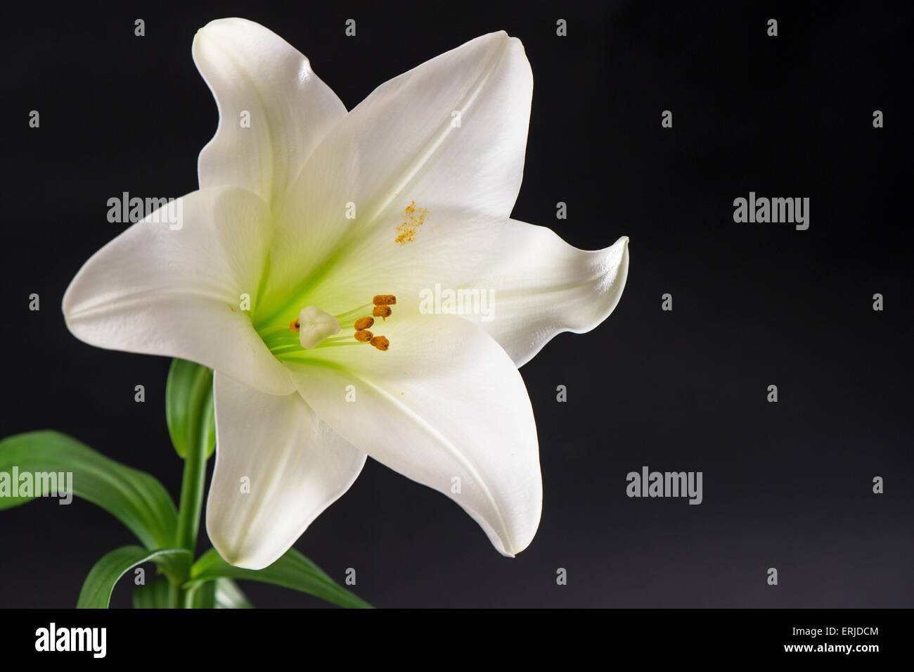 White lily flower blossom over black background. Condolence card concept Stock Photo