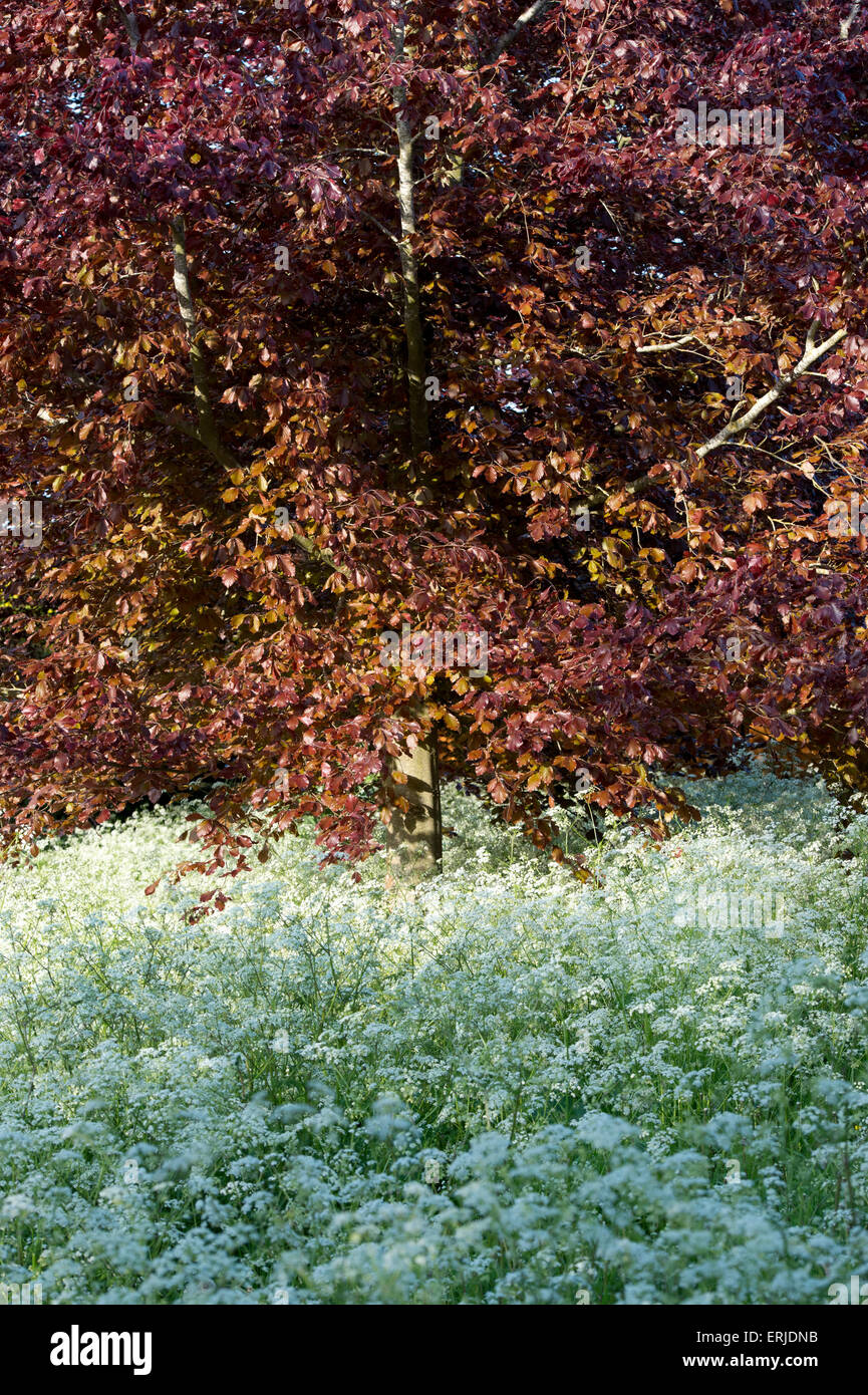 Fagus sylvatica f. purpurea and Anthriscus sylvestris. Copper beech tree and cow parsley in the English countryside. Stock Photo
