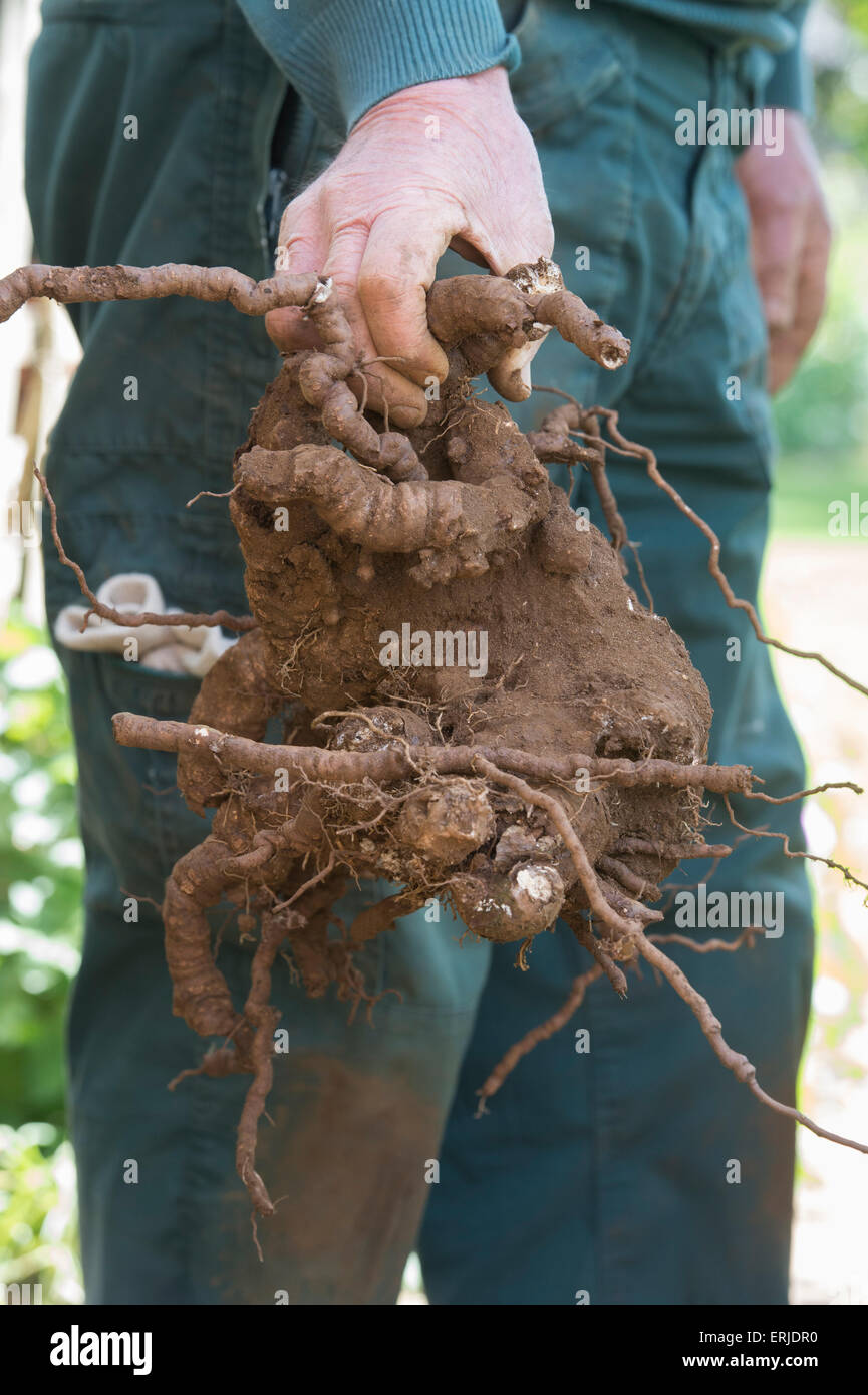 Gardener holding an old dug up Parthenocissus quinquefolia / Virginia