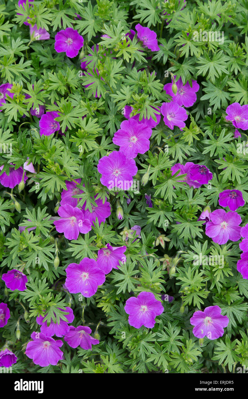 Geranium x oxonianum. Cranesbill flowers Stock Photo
