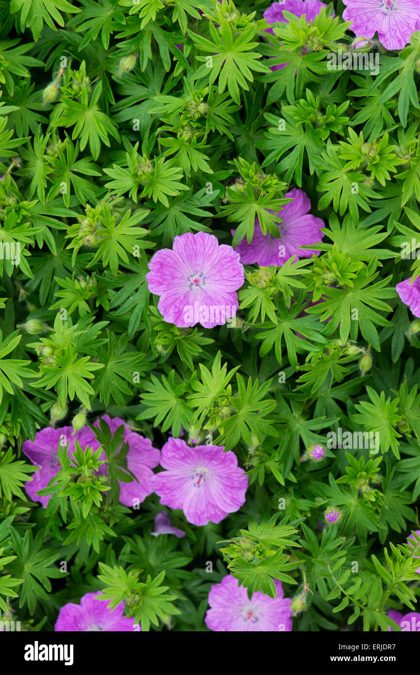 Geranium x oxonianum. Cranesbill flowers Stock Photo