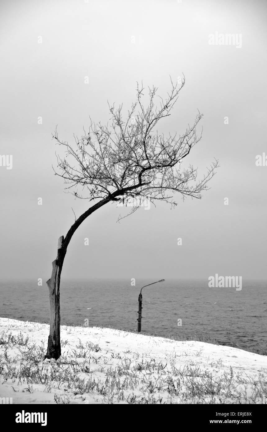 Promptness lonely bent tree and lantern on a pole in the snow Stock Photo