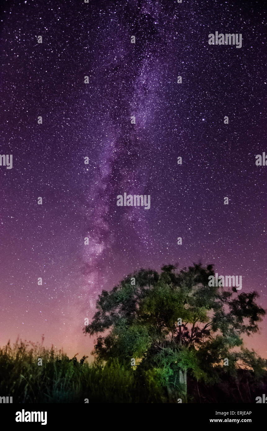 Silhouette of a tree against the background of the Milky Way and the ...