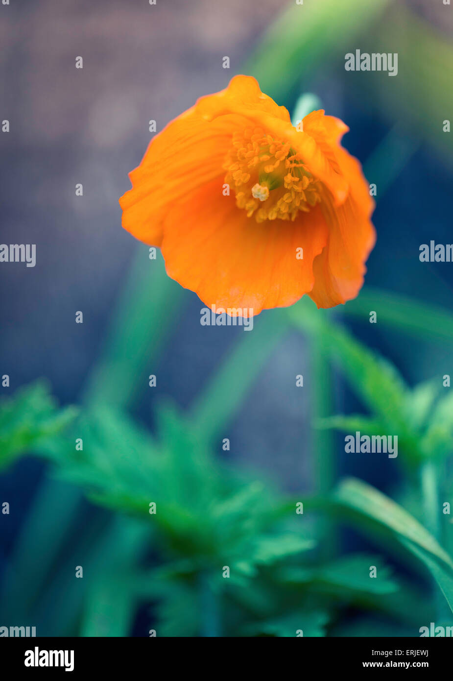 Orange california poppy hi-res stock photography and images - Alamy