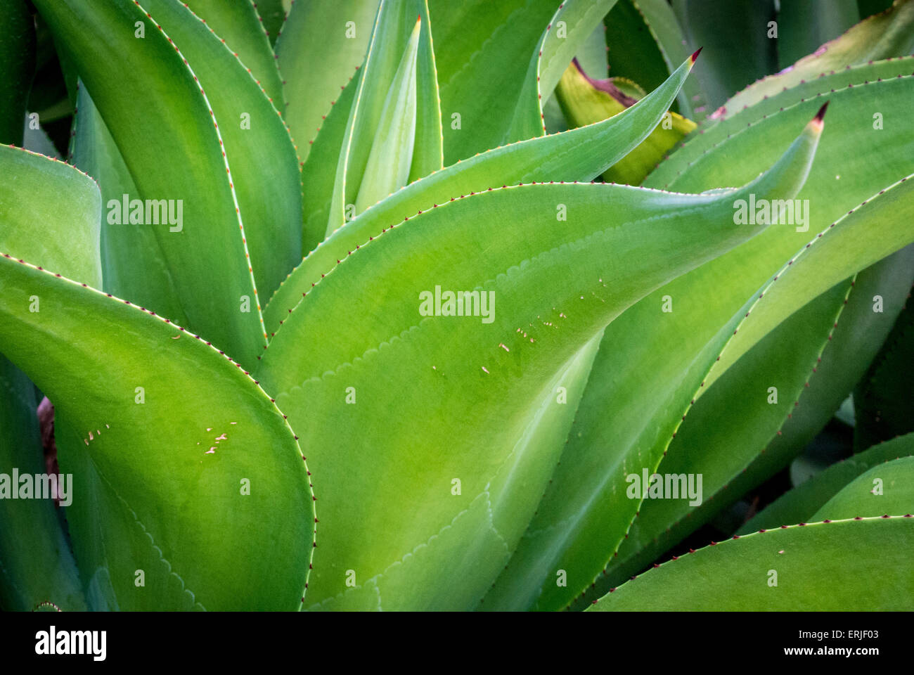 Changi Airport, Singapore. Rooftop Cactus garden. Tequila Cactus (Agave