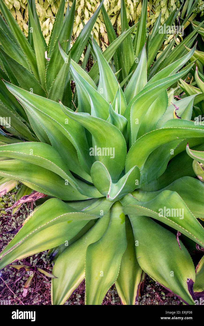 Changi Airport, Singapore. Rooftop Cactus garden. Tequila Cactus (Agave tequilana) plant Stock Photo