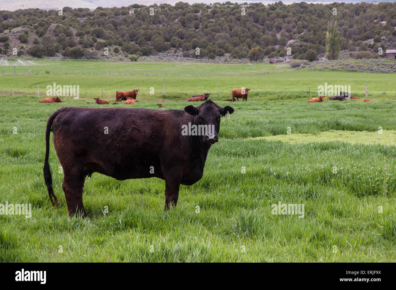 Muscle cow hi-res stock photography and images - Alamy