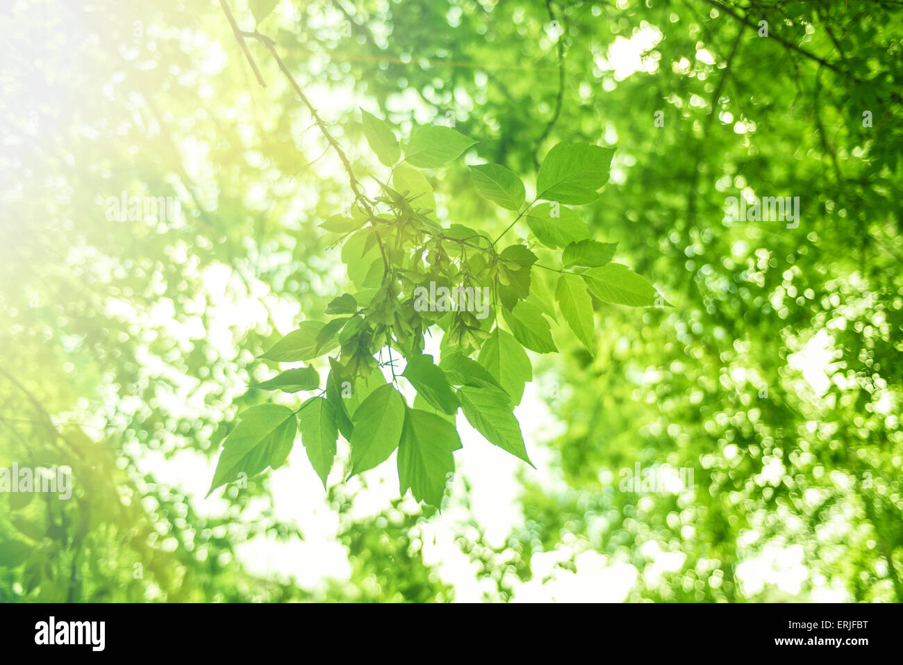 Green leaves background Stock Photo - Alamy