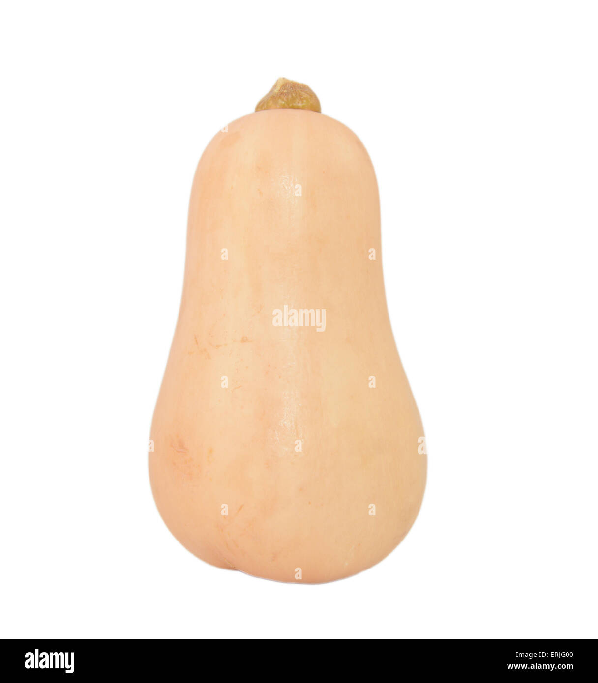 Fresh butternut squash, isolated on a white background Stock Photo