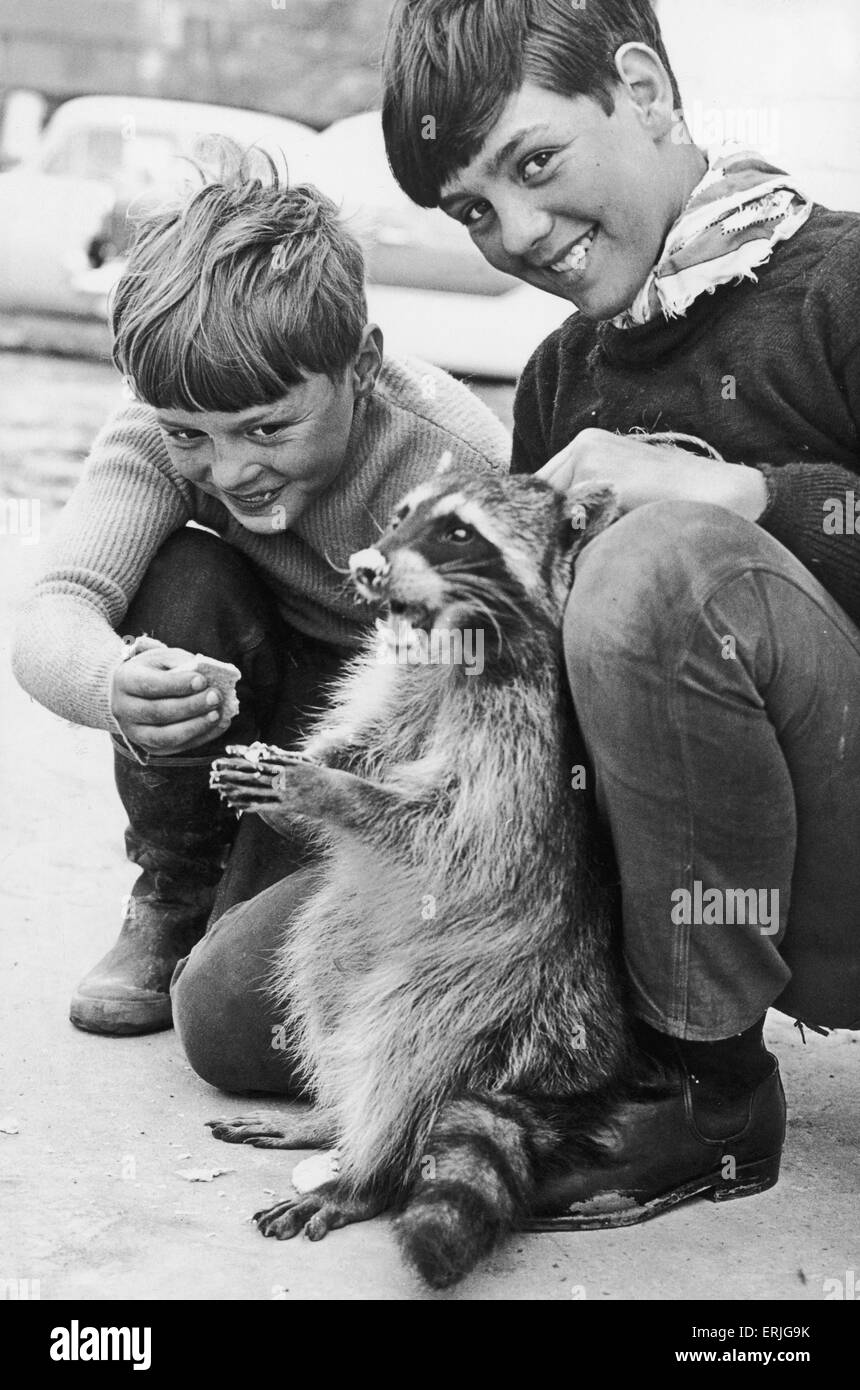Ricky the racoon is tempted by Graham and Brian Clews at Grandborough farm Southam. 4th May 1962 Stock Photo