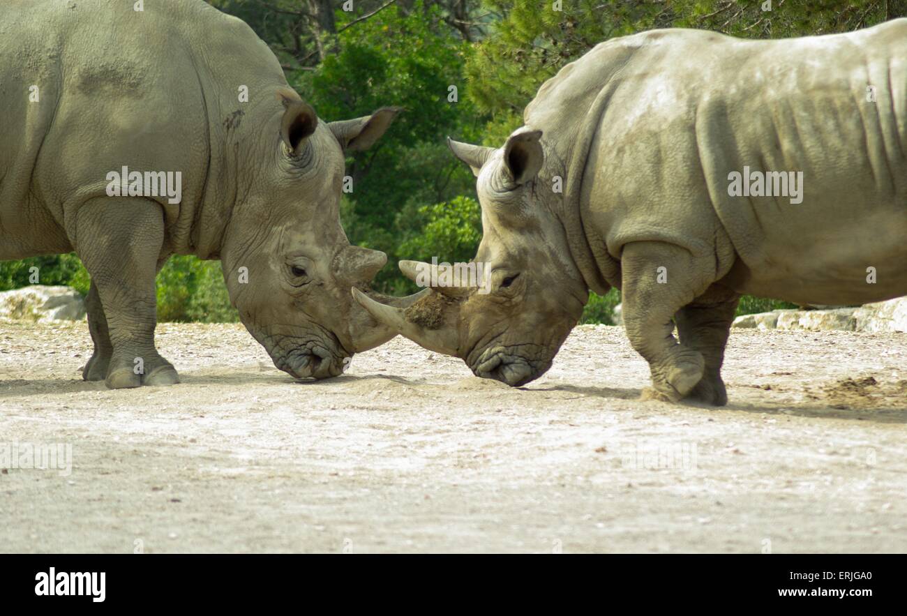 Rhino Nose High Resolution Stock Photography and Images Alamy