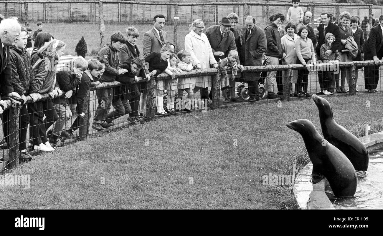 The sea lions at Coventry Zoo attracted large crowds over the Whitsun bank holiday. 1st June 1967 Stock Photo