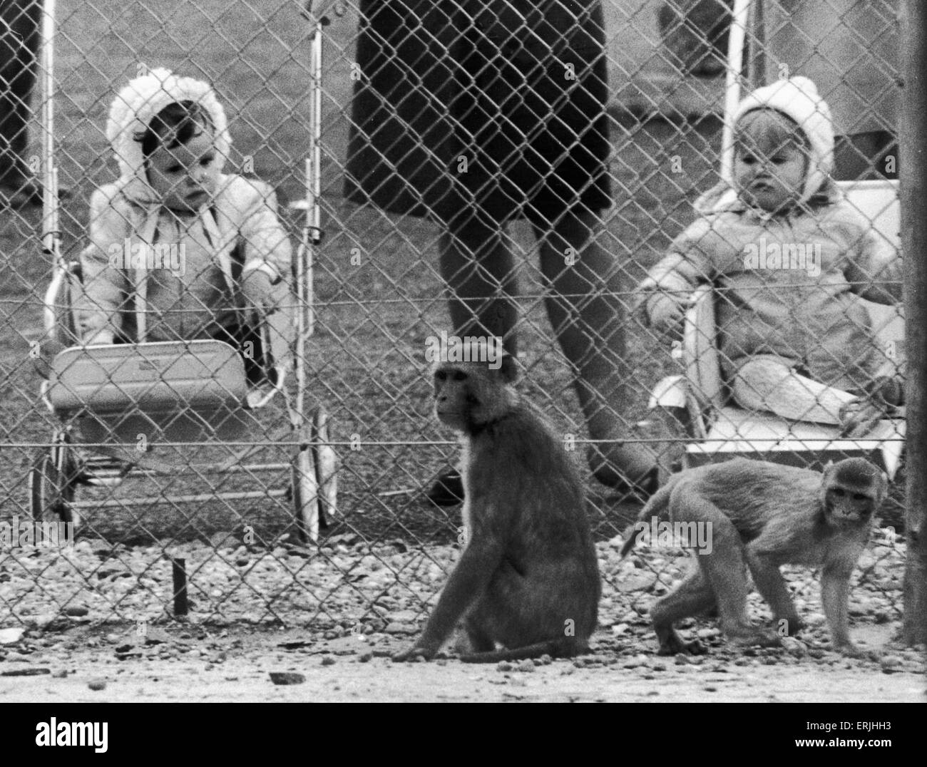 Who's watching who? Two young girls watch the monkeys at Coventry Zoo. It's rather difficult to tell who is staring at who. 1st June 1967 Stock Photo