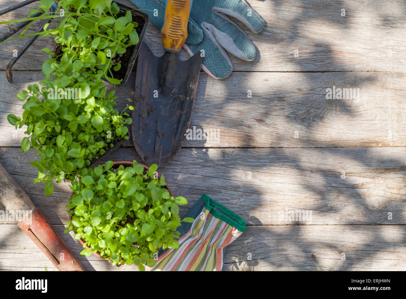 Gardening tools and seedling on garden table. Top view with copy space