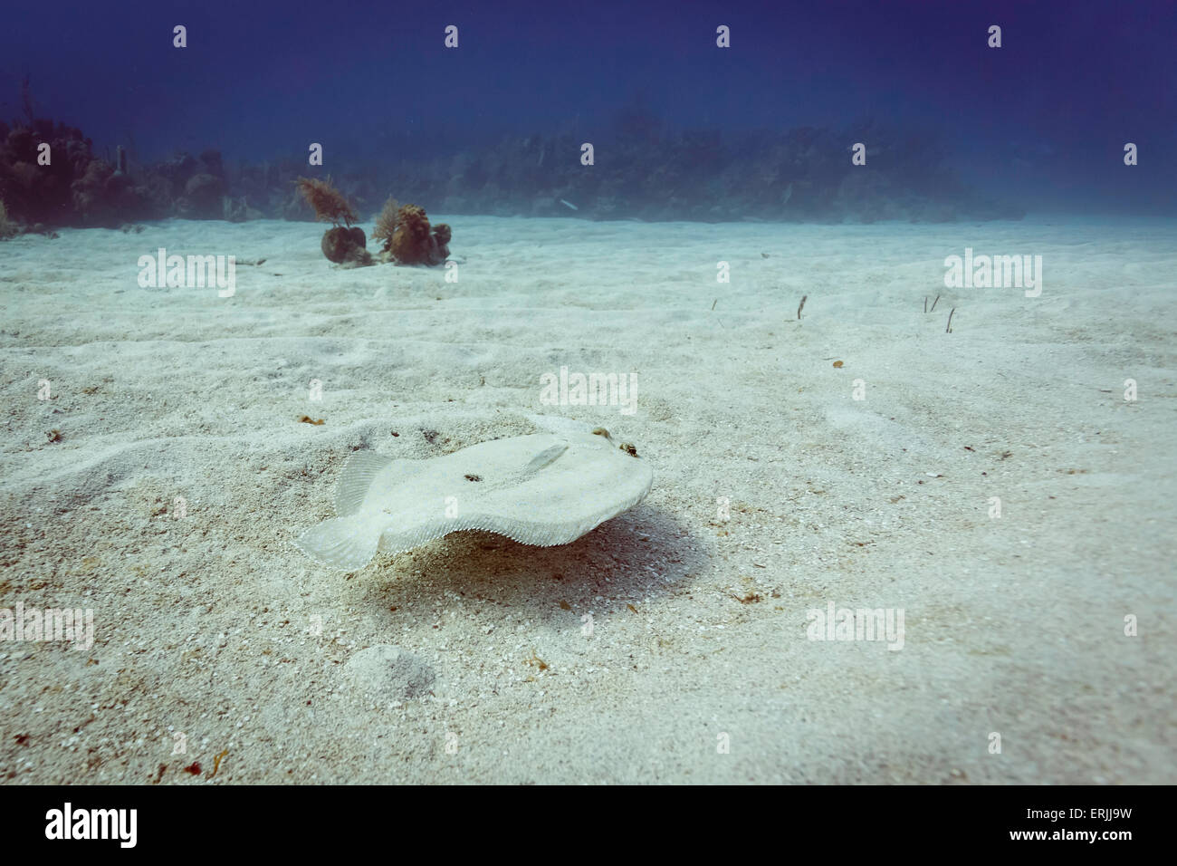 Underwater close-up of white flounder swimming across sand in Caribbean Sea Stock Photo