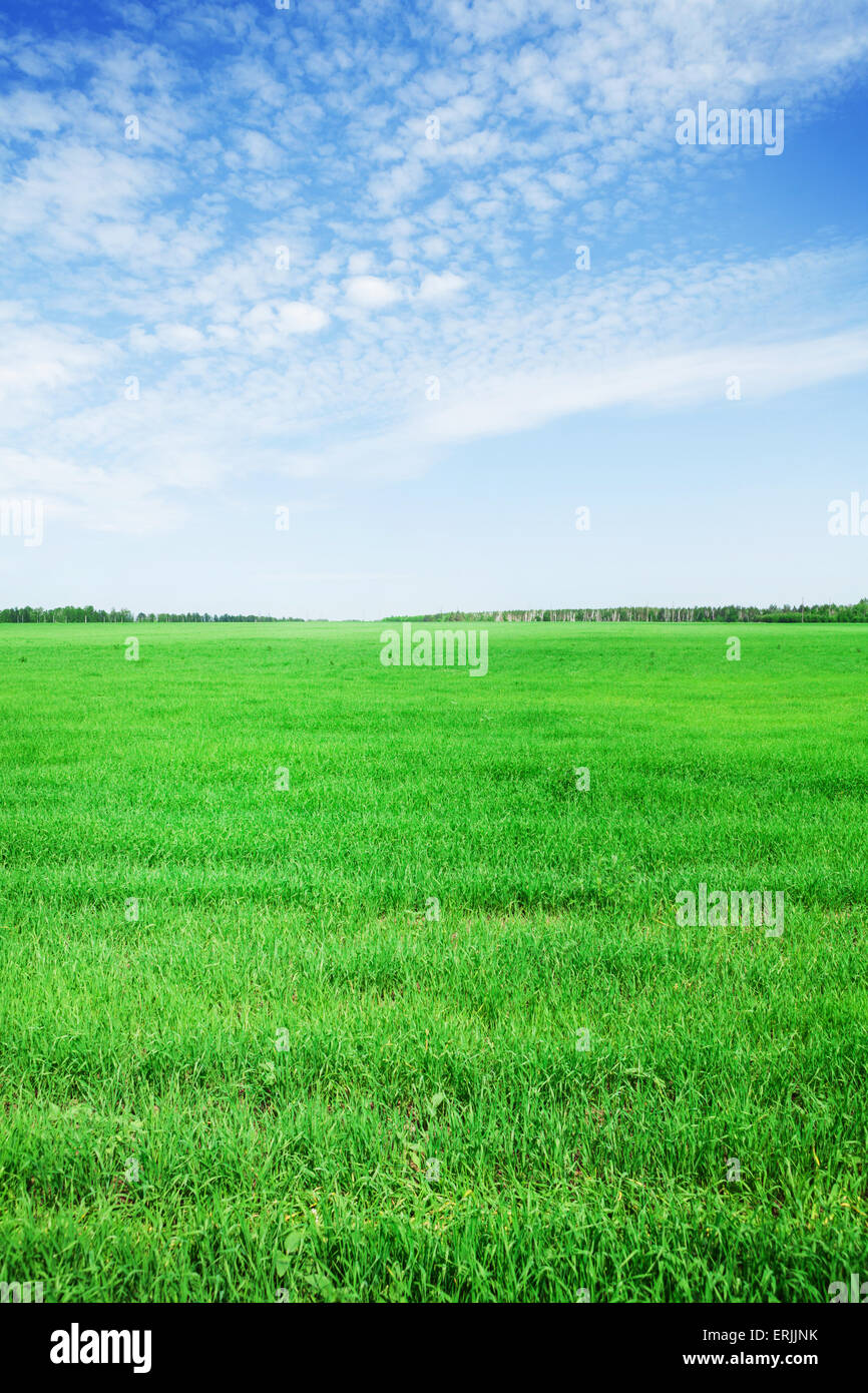 Green grass field and blue sky background Stock Photo - Alamy