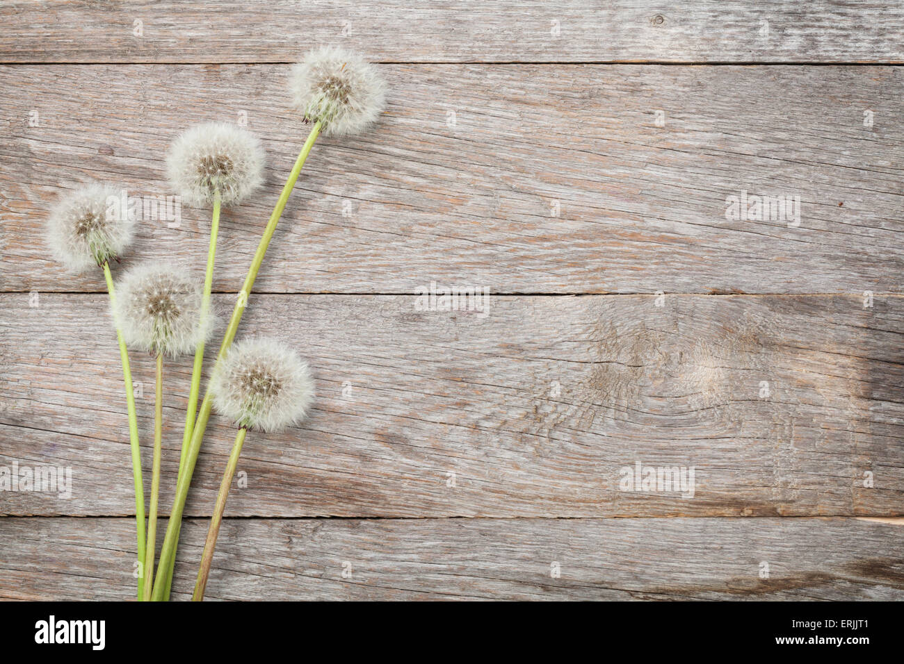 Dandelion top flowers hi-res stock photography and images - Alamy