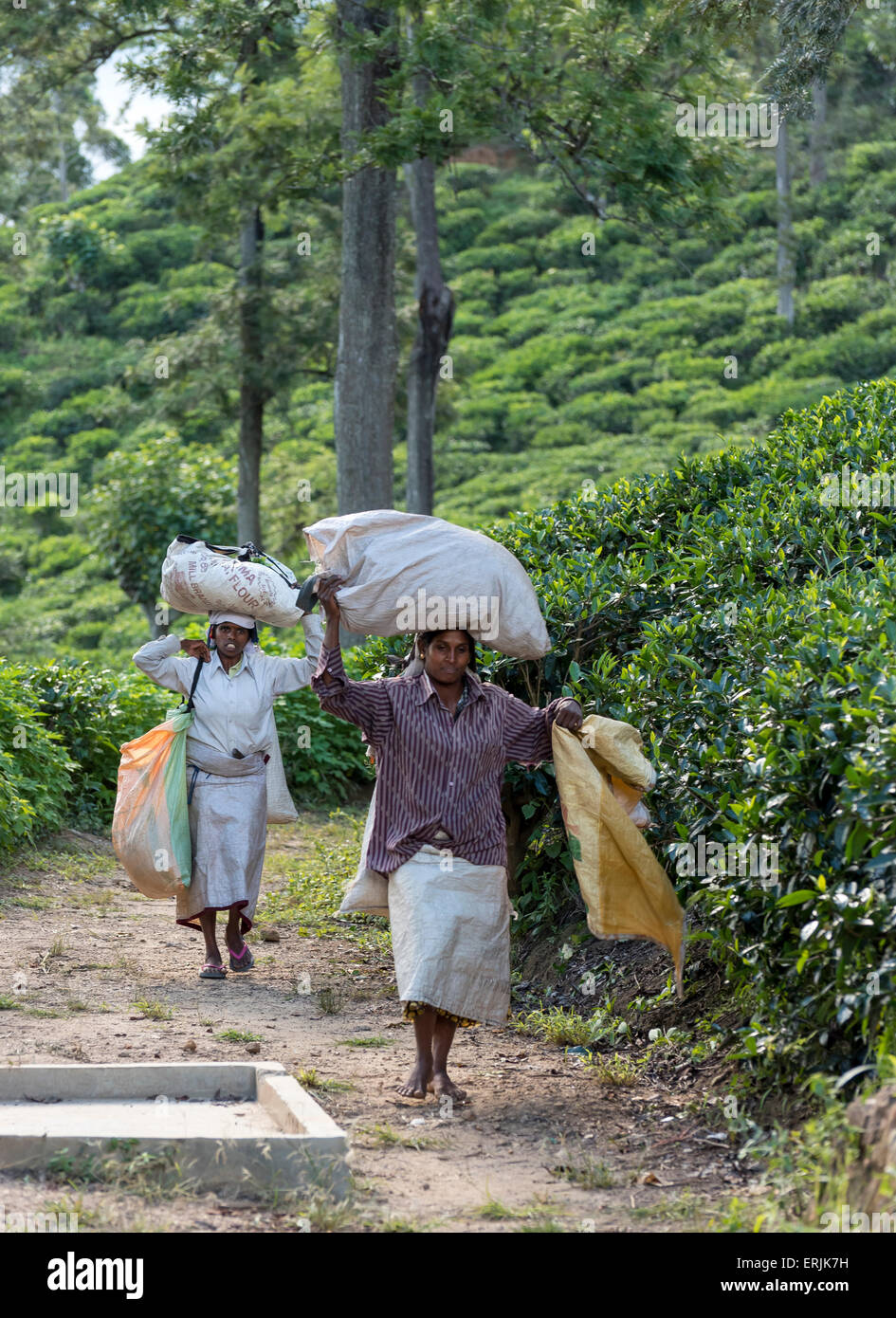 Tea Pickers at Plantation near Ella, Sri Lanka Stock Photo Alamy