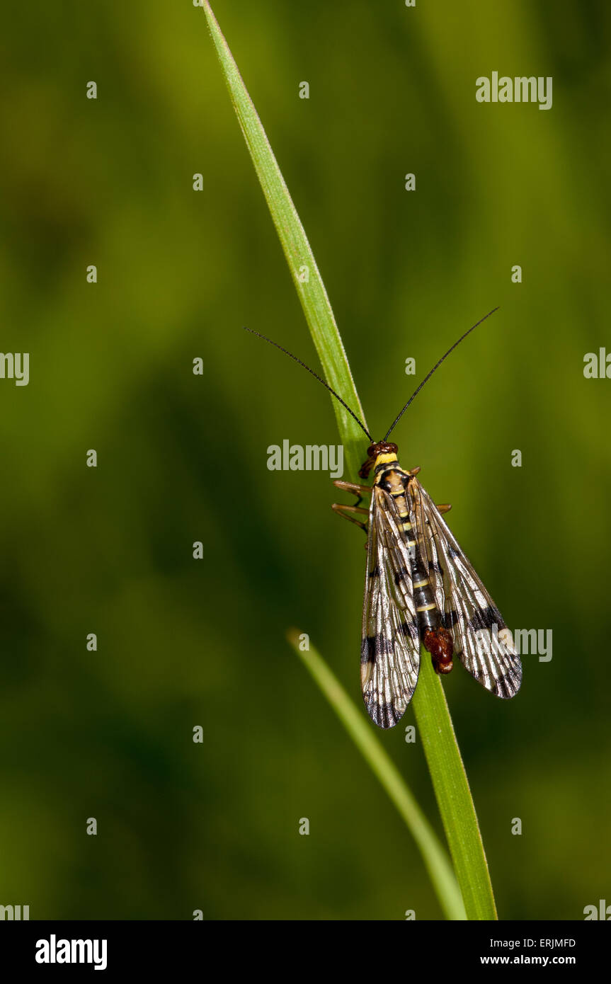 Scorpion fly (Panorpa communis) perched on a grass balde at RSPB Strumpshaw Fen, Norfolk. June. Stock Photo