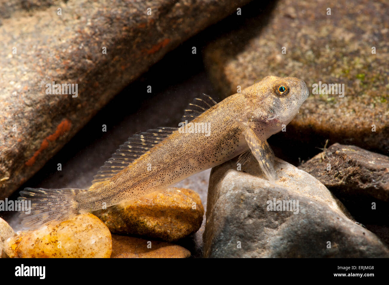 Bullhead millers thumb fish cottus hi-res stock photography and images ...