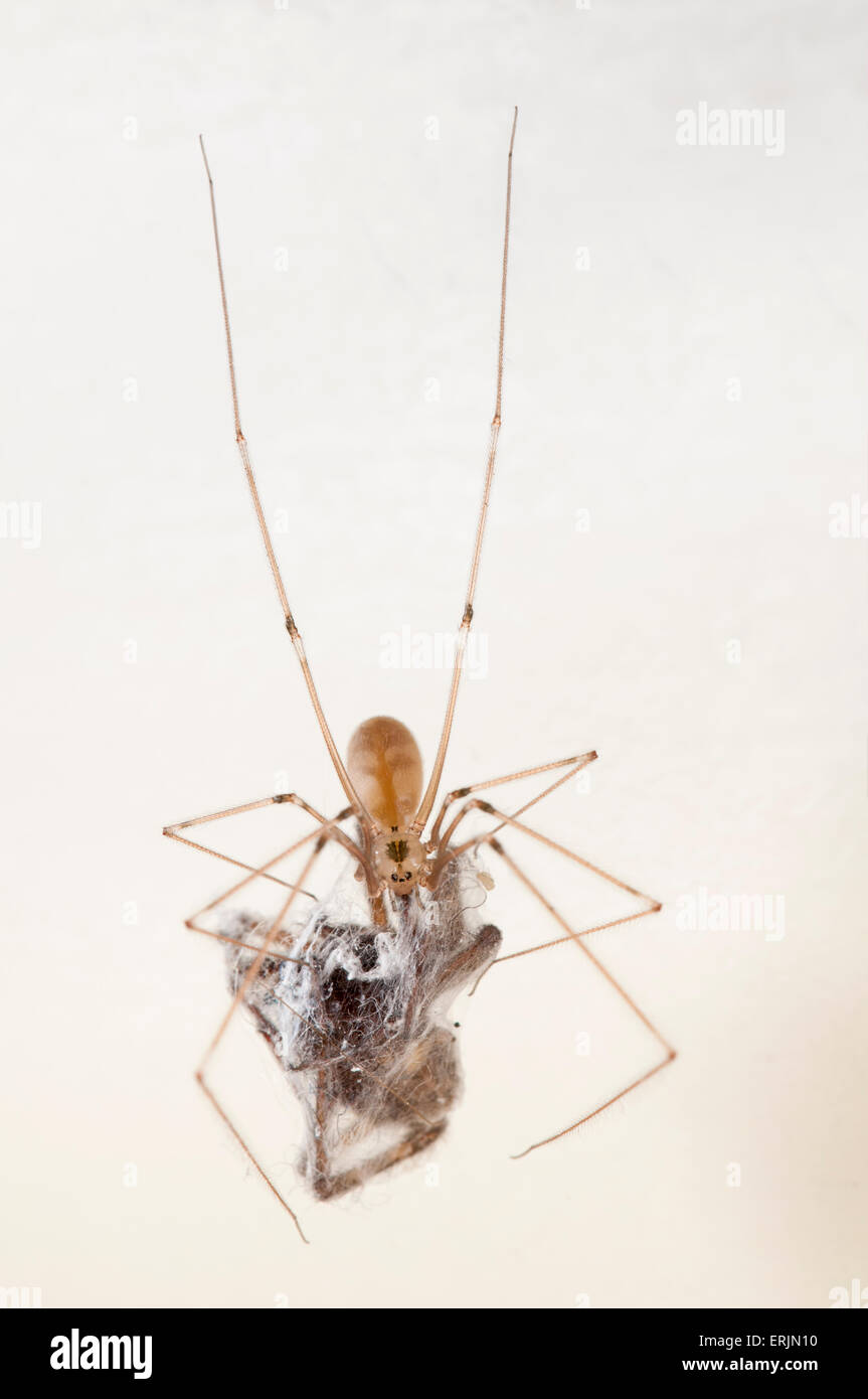 Cellar spider (Pholcus phalangioides) adult with wrapped prey (Tegenaria sp.) in a house in Sowerby, North Yorkshire. July. Stock Photo