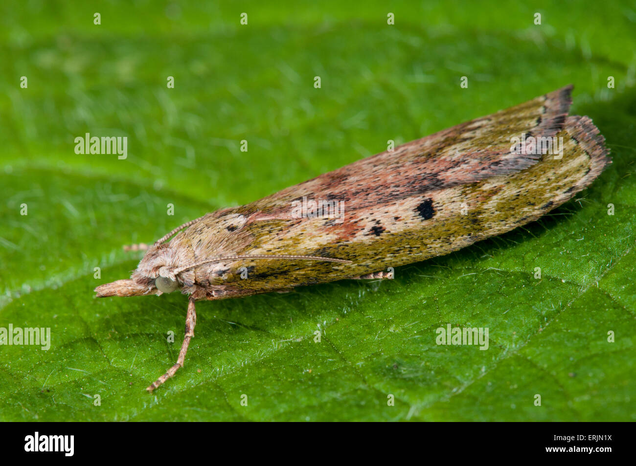 A bee moth (Aphomia sociella) at rest on a leaf in a garden in Sowerby, North Yorkshire. July. Stock Photo
