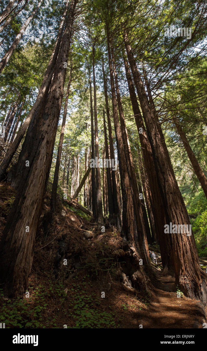 Big Sur, California coast, redwood forest Stock Photo Alamy
