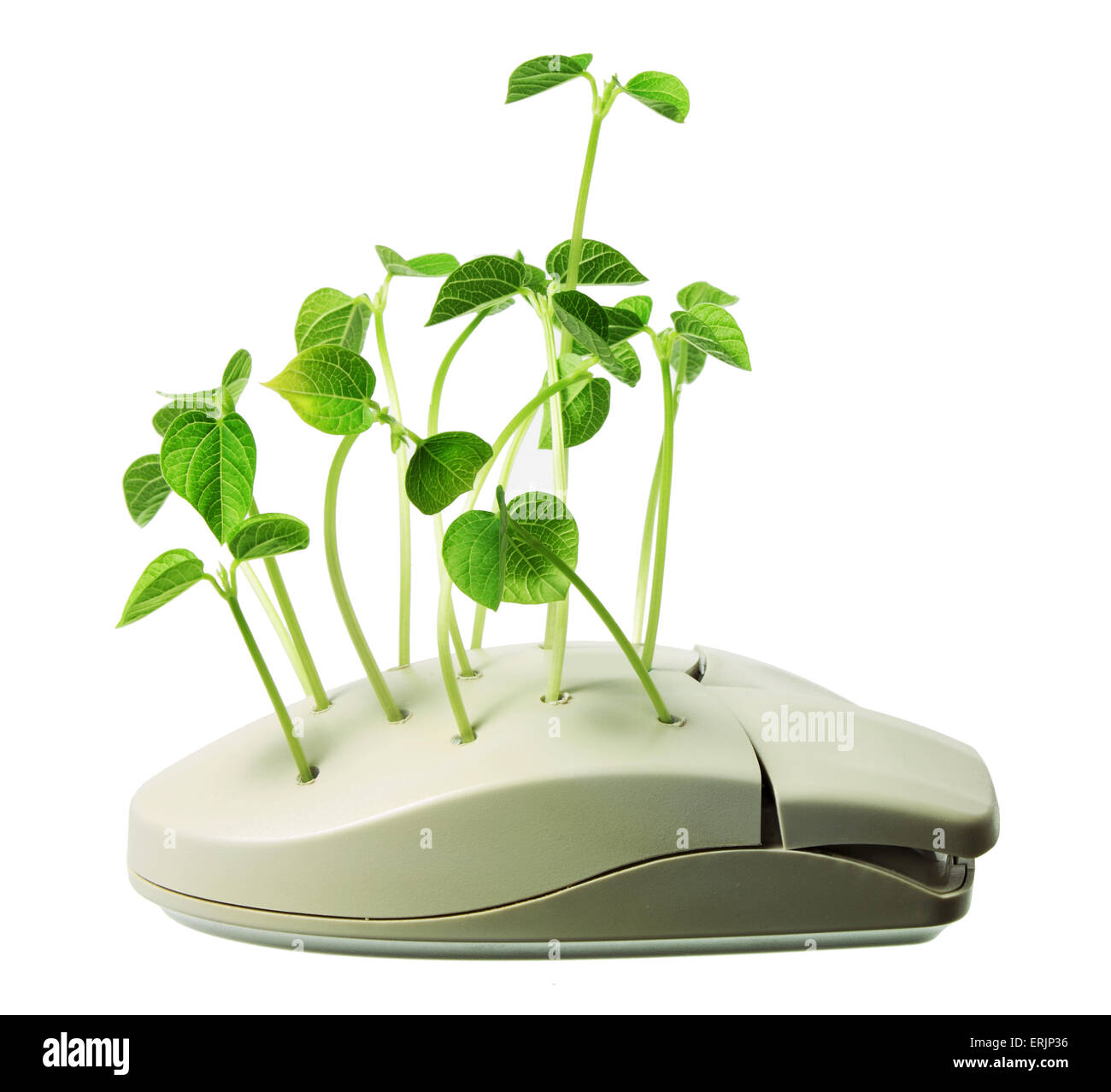 Computer Mouse with Snow Pea Sprouts Stock Photo