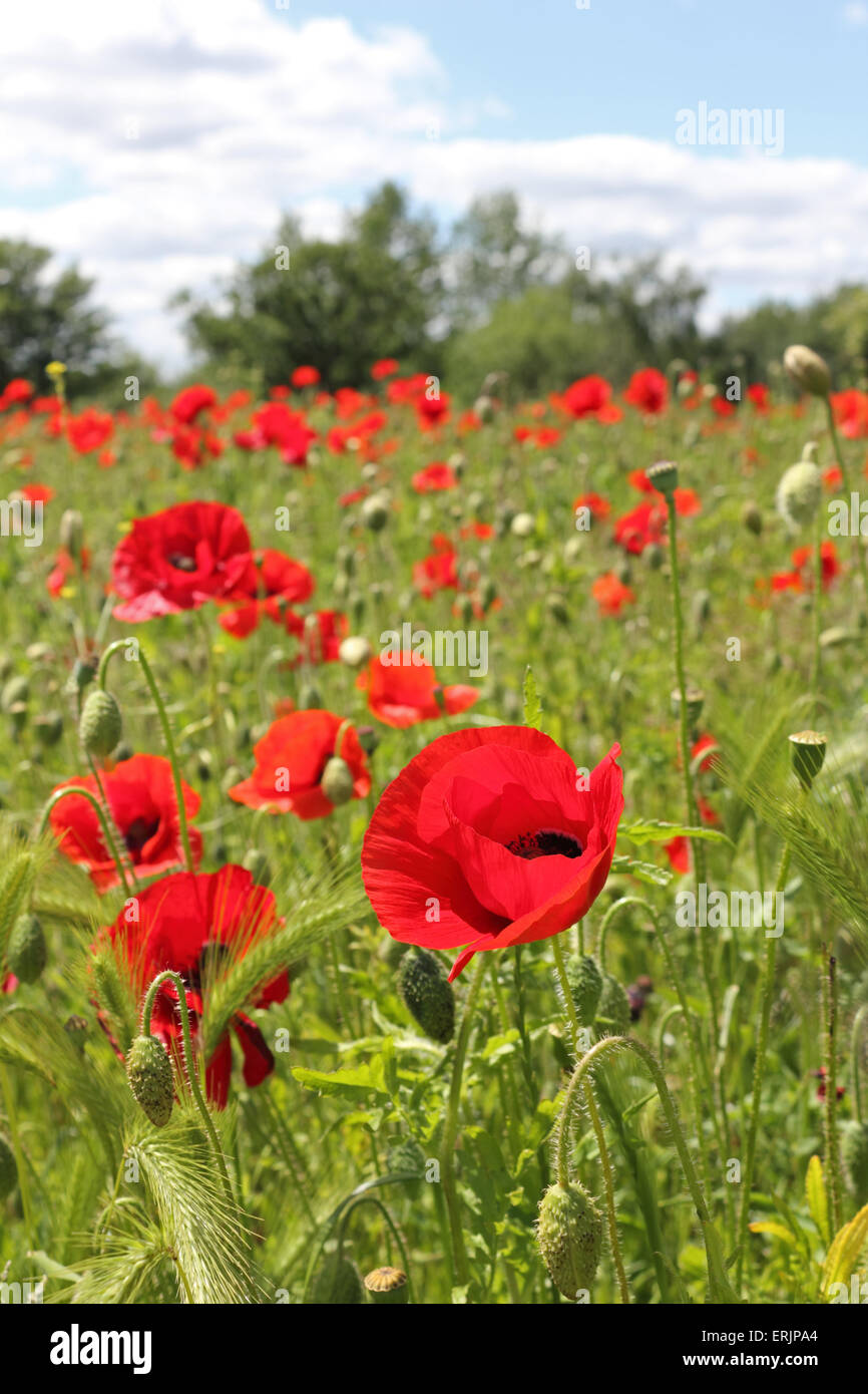 Hampton Common, SW London UK. 3rd June 2015. A field of poppies in bloom at Hampton Common. In 2014 Richmond Borough planted up several areas with poppies to mark the centenary of the start of the First World War. These have just come into flower again, creating a spectacular splash of blood red colour to remember the British servicemen killed in the war. Credit:  Julia Gavin UK/Alamy Live News Stock Photo