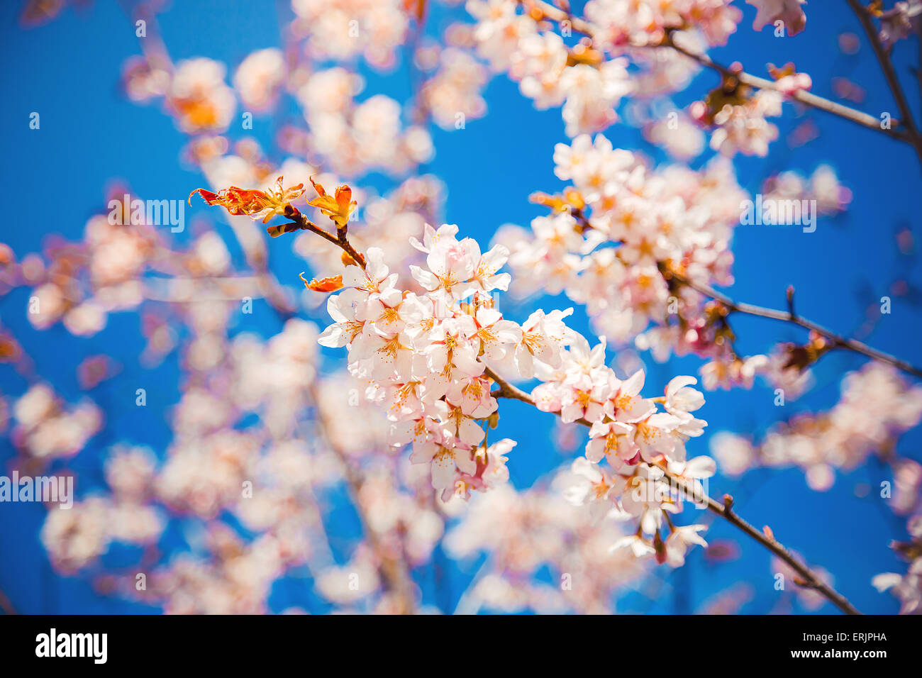 Sakura/ cherry blossom in springtime Stock Photo