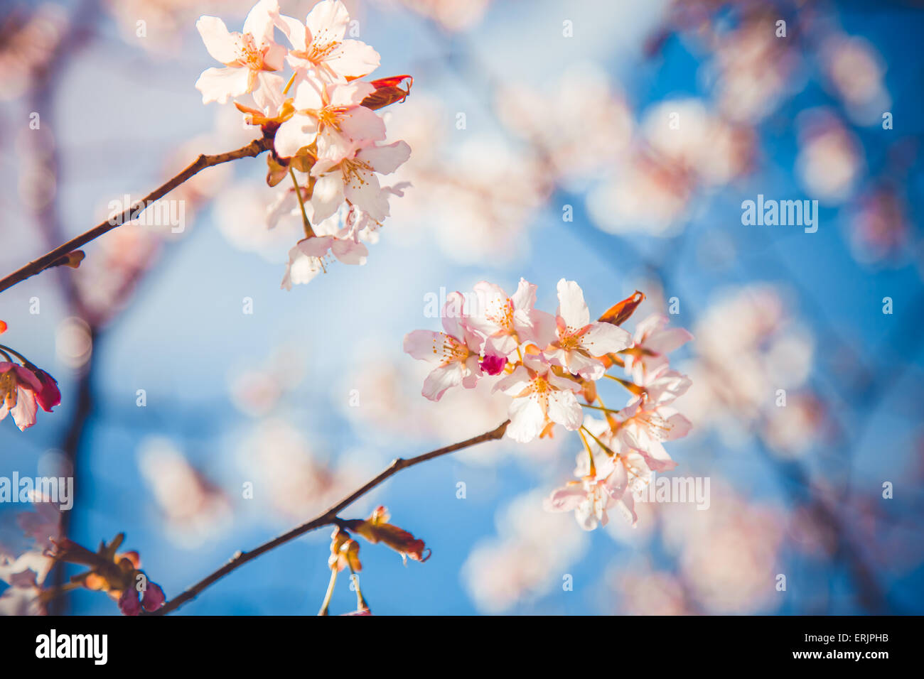 Sakura/ cherry blossom in springtime Stock Photo